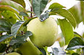 Malus domestica Golden Delicious