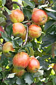 Malus domestica 'Holsteiner Cox'