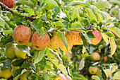 Malus domestica 'Jonagored'