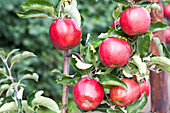 Malus domestica 'Jonagold'