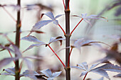 Acer palmatum