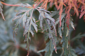 Acer palmatum 'Dissectum Orangeola'