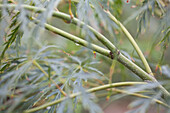 Acer palmatum 'Dissectum Viridis'