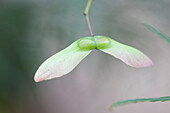 Acer palmatum 'Dissectum Viridis'