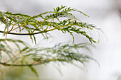 Acer palmatum 'Dissectum Viridis'