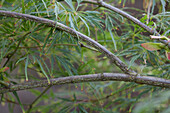 Acer palmatum 'Dissectum Viridis'