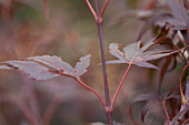 Acer palmatum 'Oregon Sunset'