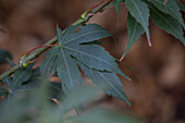 Acer palmatum 'Osakazuki'