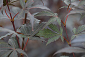 Acer palmatum 'Phoenix'