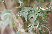Acer palmatum 'Roseo Marginatum'