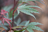 Acer palmatum 'Shaina'