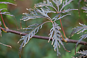 Acer palmatum Dissectum Tamukeyama