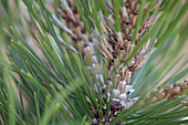 Pinus heldreichii 'Compact Gem'