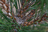 Pinus heldreichii 'Malinki'