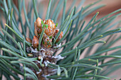 Pinus mugo 'Columnaris'