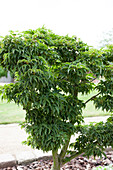 Acer palmatum 'Crispifolium'