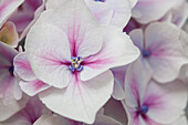 Hydrangea macrophylla 'Camilla'(s)