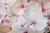 Hydrangea macrophylla 'Camilla'(s)