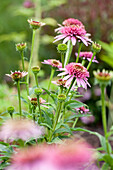 Echinacea purpurea 'Meteor Pink'