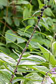 Lilium lancifolium, bulbs for planting