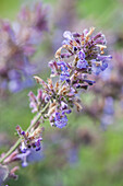 Nepeta x faassenii