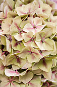 Hydrangea macrophylla 'Magical Diamond'®