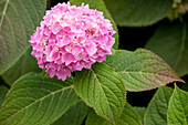 Hydrangea macrophylla, rosa