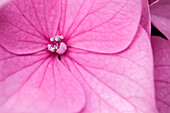 Hydrangea macrophylla, pink