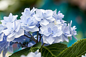 Hydrangea 'You & Me'®