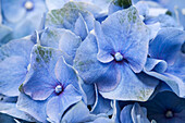 Hydrangea macrophylla, blau