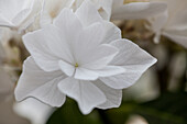 Hydrangea macrophylla 'Beautensia Coco'®