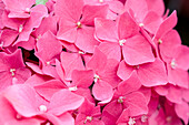 Hydrangea macrophylla, rosarot