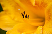 Hemerocallis, yellow