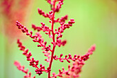 Astilbe x arendsii, rot