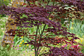 Acer palmatum