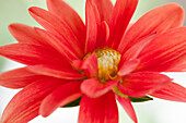 Dahlia, red