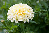 Tagetes erecta, cream white