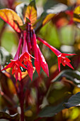 Fuchsia boliviana