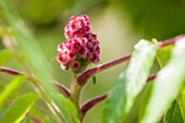 Rhus typhina