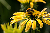 Echinacea purpurea, yellow