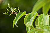 Heptacodium jasminoides