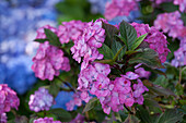 Hydrangea macrophylla