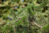 Pinus banksiana 'Arktis