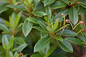 Rhododendron Grossblumige Hybride 'Robert Seleger'