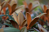 Rhododendron hybrid 'Hydon Velvet