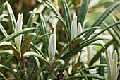 Rhododendron makinoi