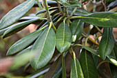 Rhododendron rex x yakushimanum x calophytum