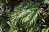 Taxus baccata