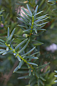 Taxus baccata 'Lescov type' (German)