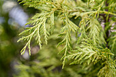 Thuja plicata 'Zebrina Extra Gold'